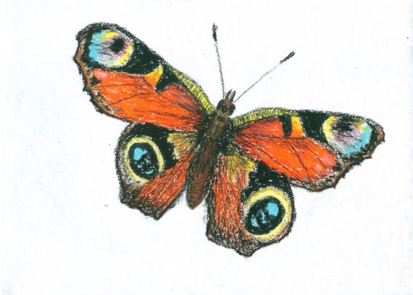 Бабочка пастелью