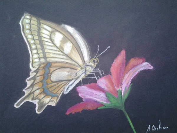 Бабочка пастелью для начинающих