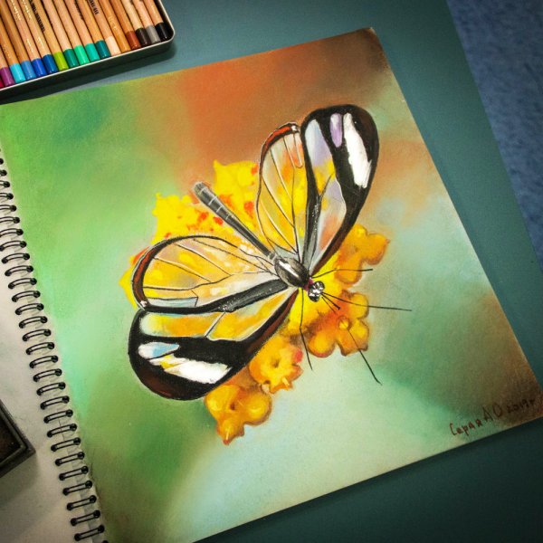 Бабочки пастелью сухой