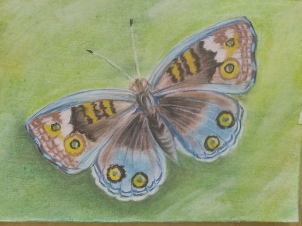 Бабочка пастелью