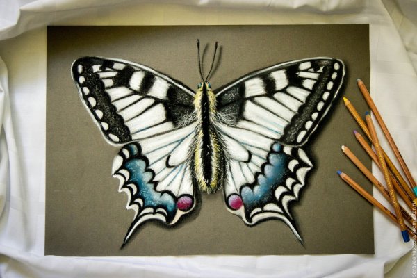 Картины пастелью бабочки