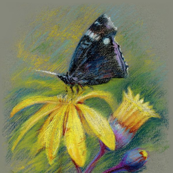 Бабочка пастелью