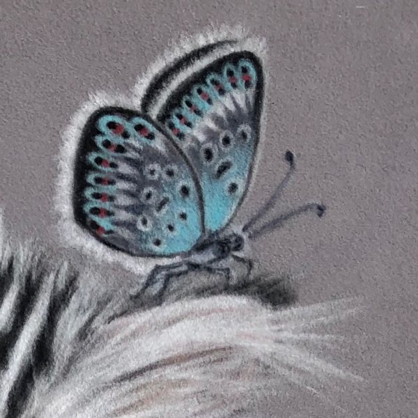 Бабочка мелками
