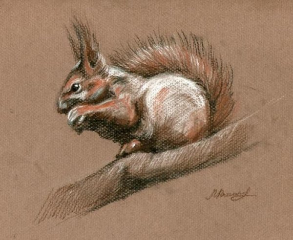 Белка сангиной