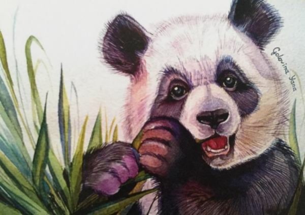 Панда цветными карандашами