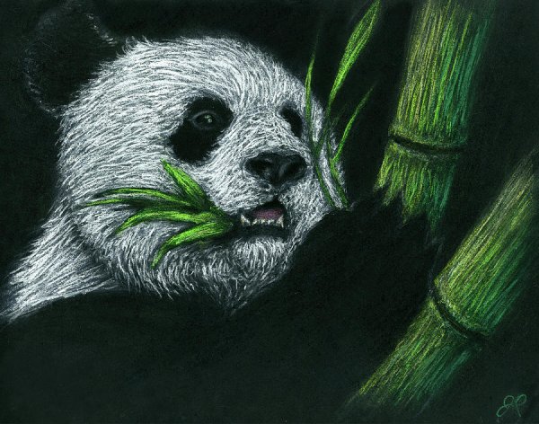 Панда с бамбуком рисунок