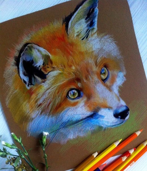 Лисы пастелью