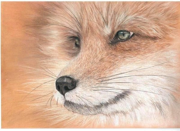 Лиса гуашью