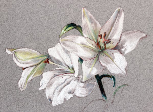Лилии масляной пастелью