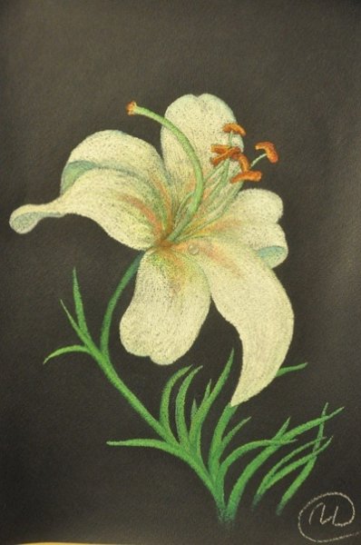 Лилия пастелью сухой