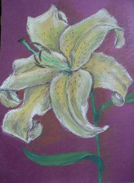 Лилия пастель художник