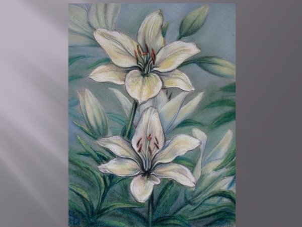 Лилия пастелью для начинающих