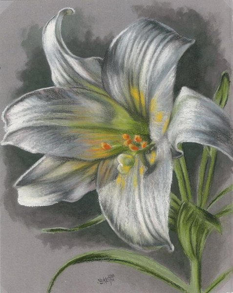 Лилия Барбара Борнео