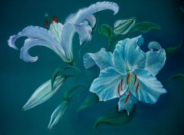 Лилии сухой пастелью