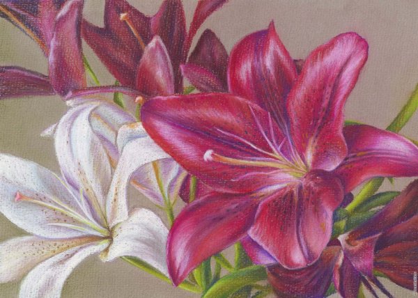 Лилия рисунок