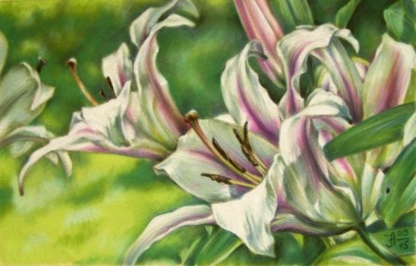 Лилии сухой пастелью