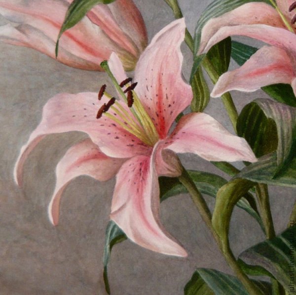 Цветы лилии акварель