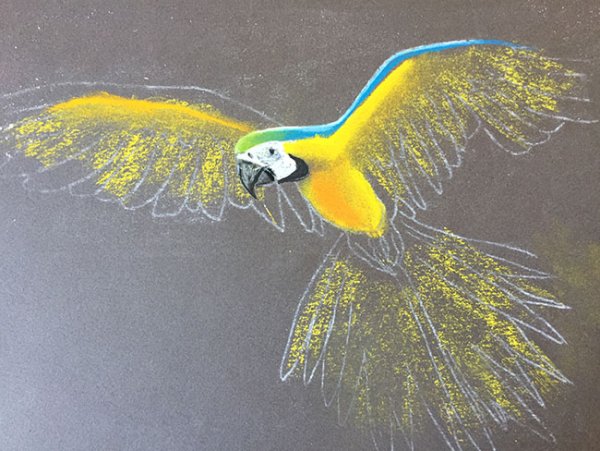 Попугай сухой пастелью