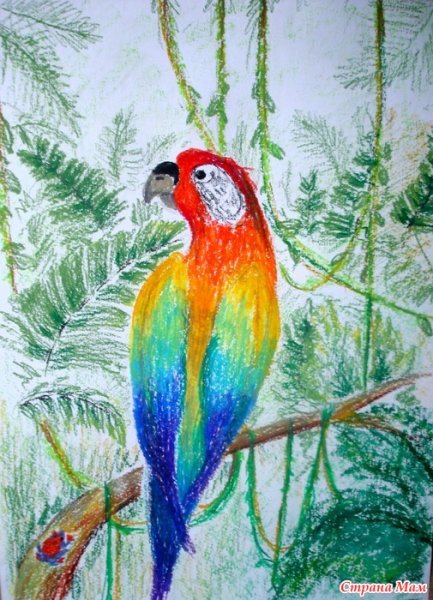 Попугай масляной пастелью