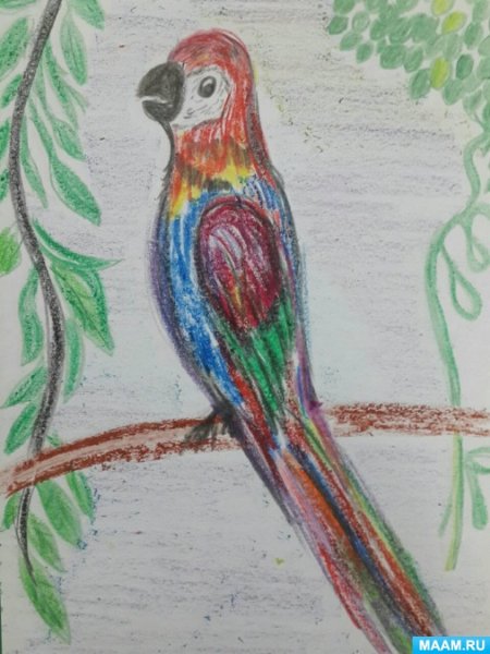 Мостирклас порисаванию попугая