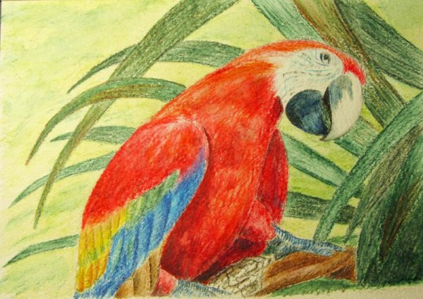 Рисование цветными карандашами для детей