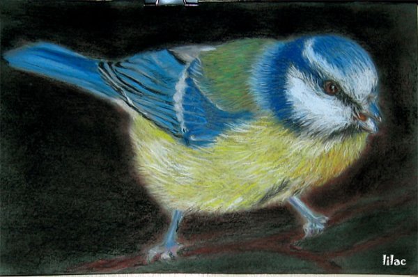 Птицы масляной пастелью