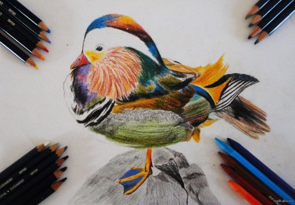 Птицы цветными карандашами