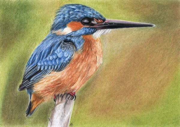 Зимородок пастелью