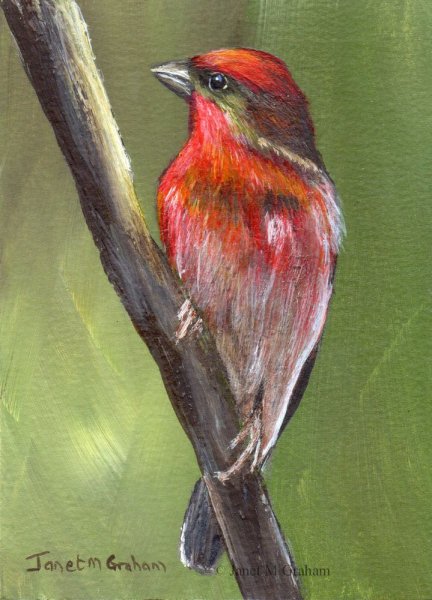 Птицы масляной пастелью