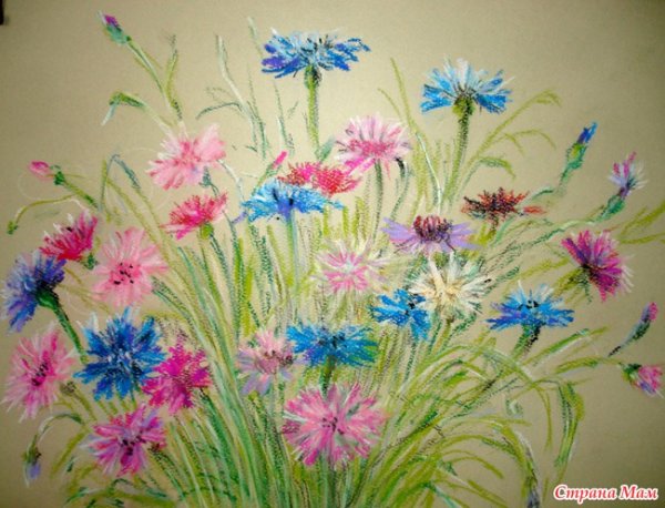 Васильки пастелью сухой