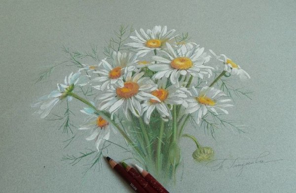 Ромашки пастелью