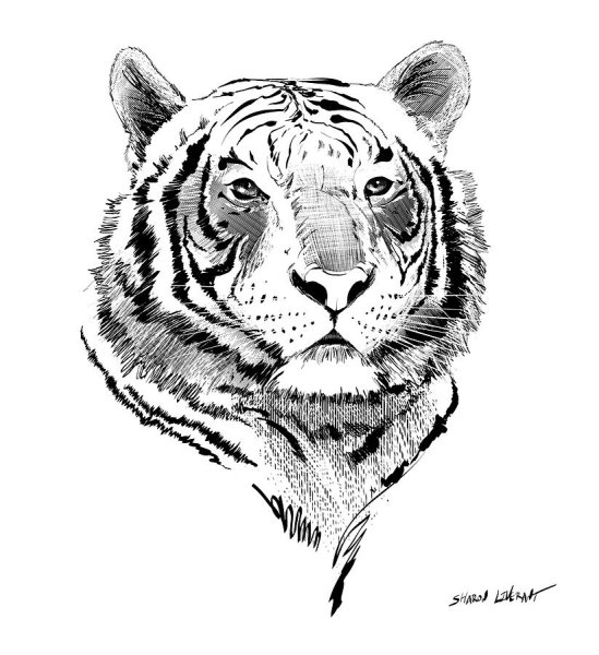 Тигр мехенди