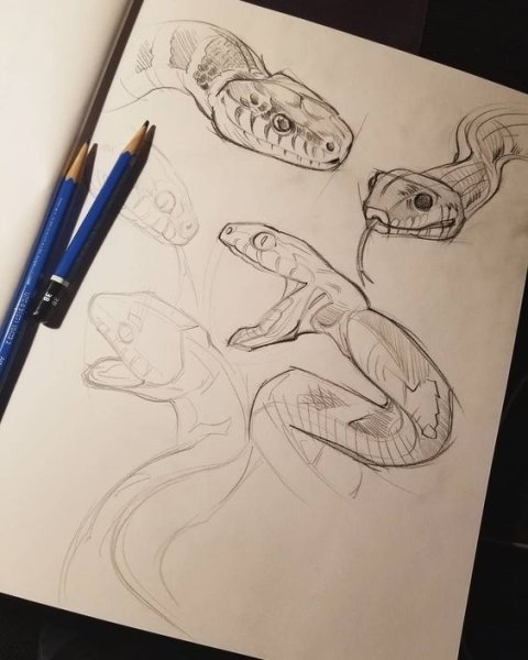 Скетчи змей