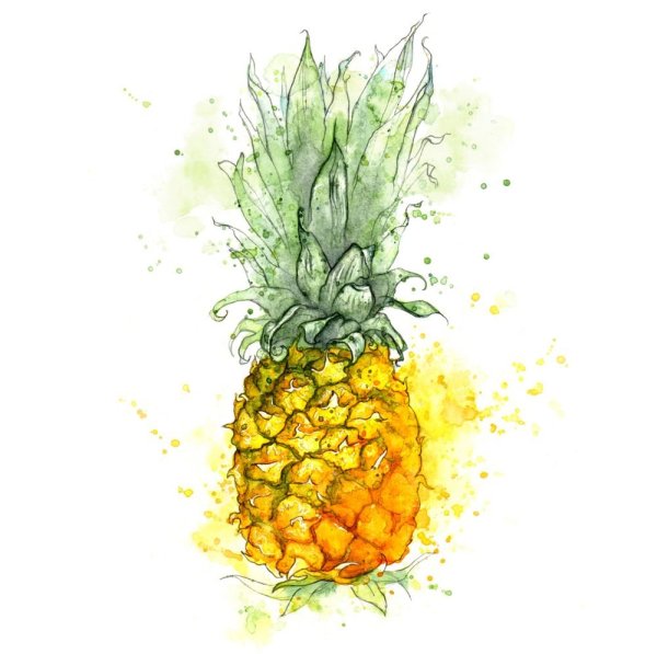 Ананас рисунок акварелью