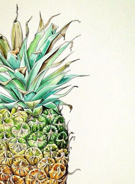 Ананас акварелью скетч