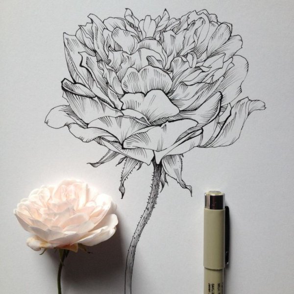 Цветы черным маркером