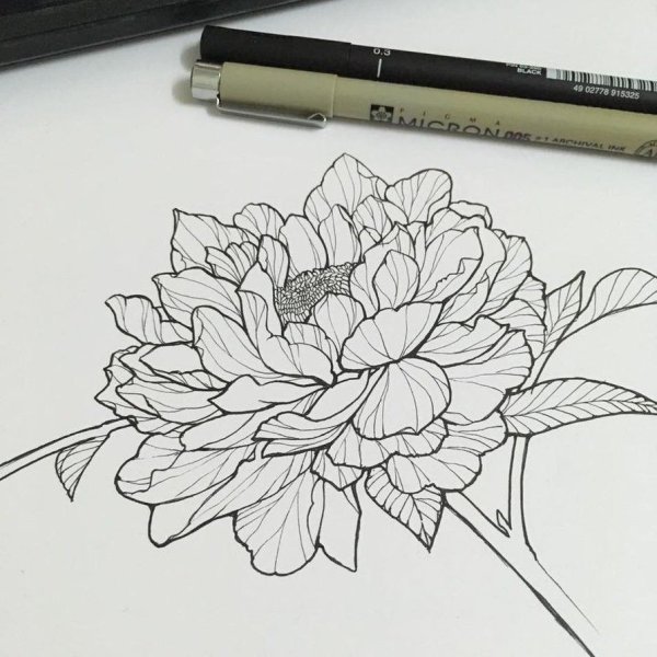 Пионы маркерами