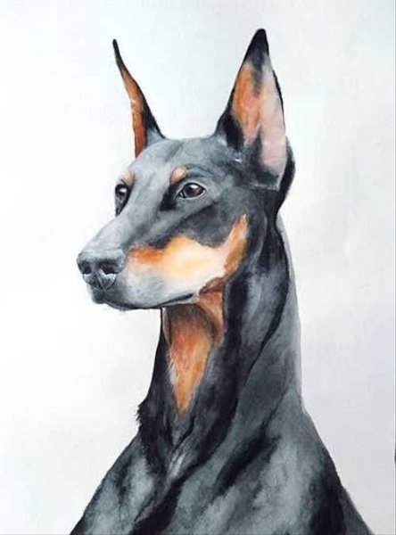 Доберман рисуется