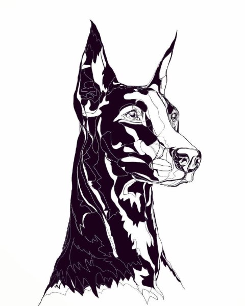 Тату собака Доберман