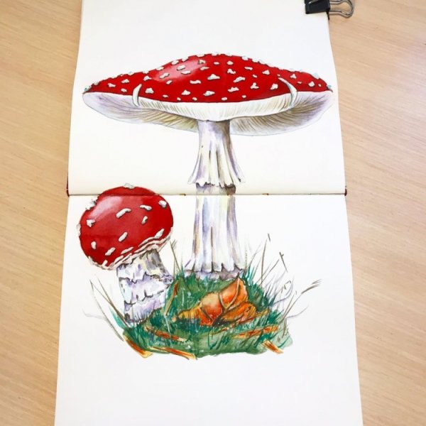 Мухоморы скетчбук