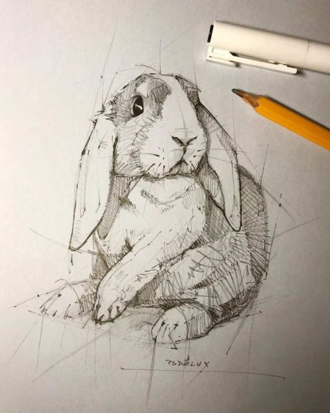 Заяц скетч