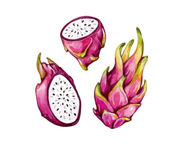 Питайя скетч