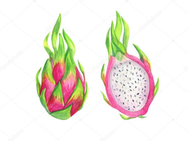 Драгон фрукт акварелью