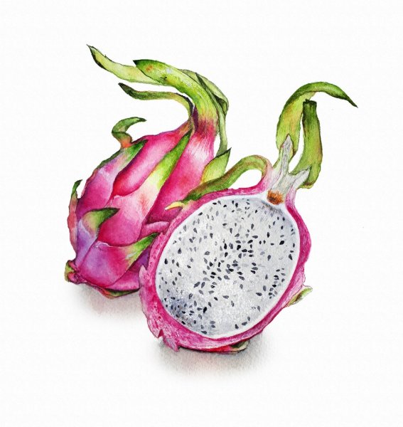 Драгон фрукт акварелью