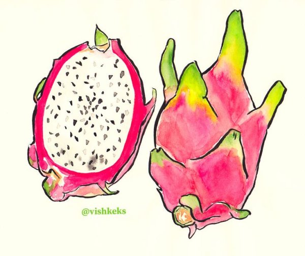 Драгон фрукт скетч