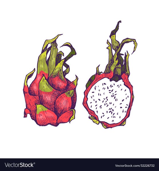 Скетч Драконий фрукт