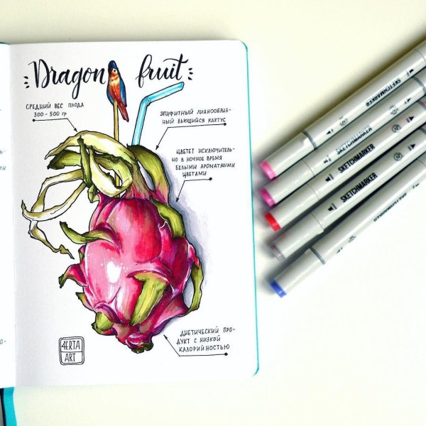 Драконий фрукт скетч маркерами