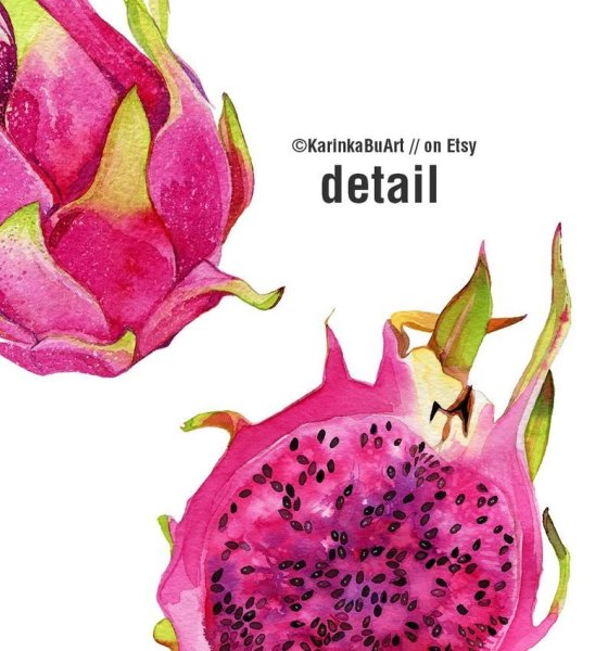 Драконий фрукт акварелью
