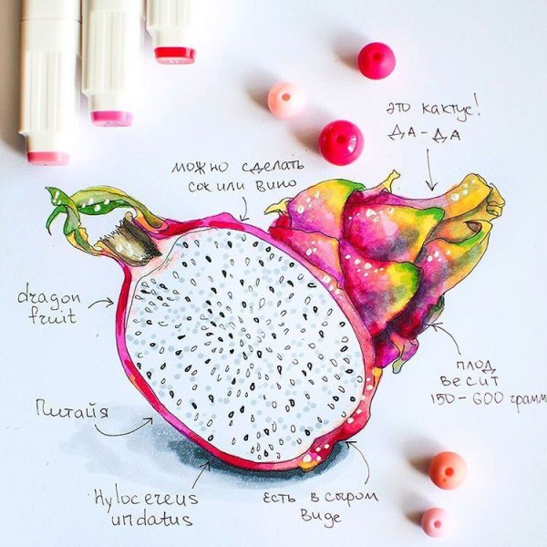 Питайя Драконий фрукт вектор