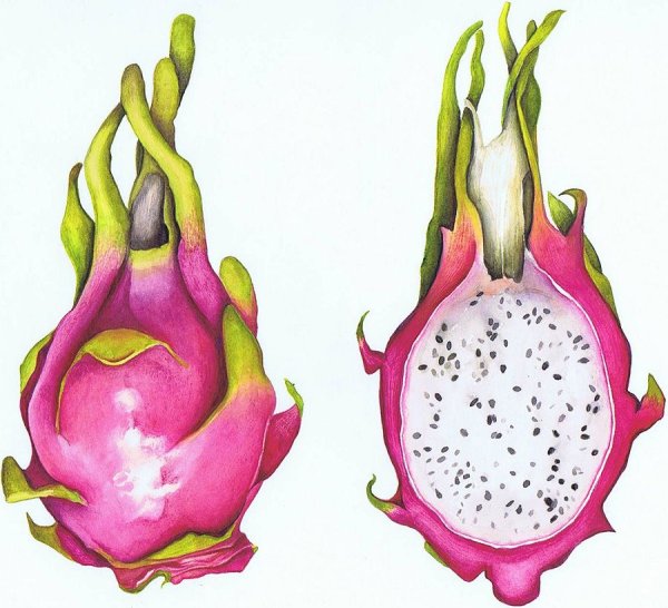 Драконий фрукт стилизация